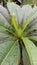frangipani [genusÂ Plumeria] also calledÂ plumeria,